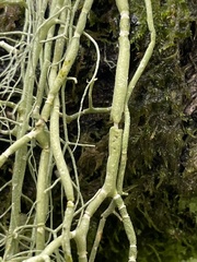 Usnea articulata