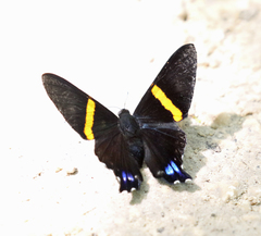 Ancyluris inca inca
