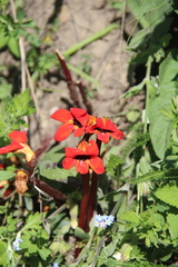 Phelypaea coccinea