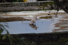 Streptopelia decaocto