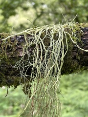 Usnea articulata