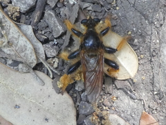 Pogonosoma maroccanum