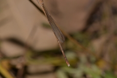 Indolestes insularis