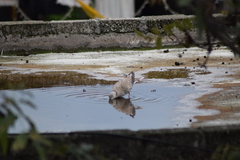 Streptopelia decaocto