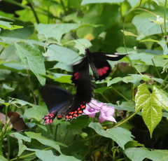 Parides erithalion polyzelus