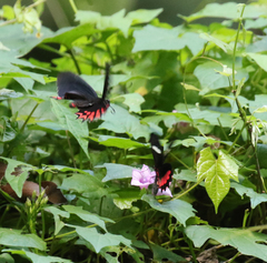 Parides erithalion polyzelus