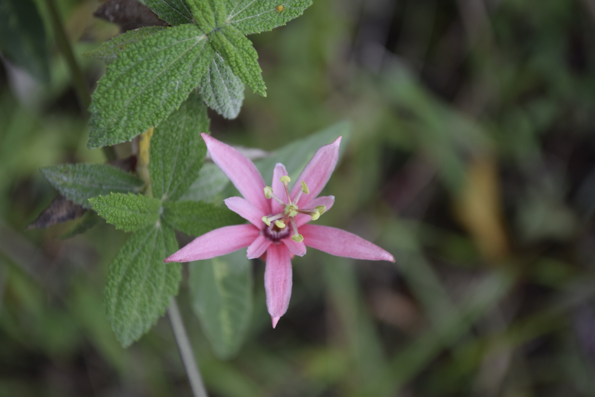 Passiflora sanguinolenta image