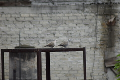 Streptopelia decaocto