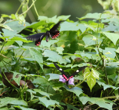 Parides erithalion polyzelus