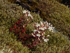 Sedum brevifolium