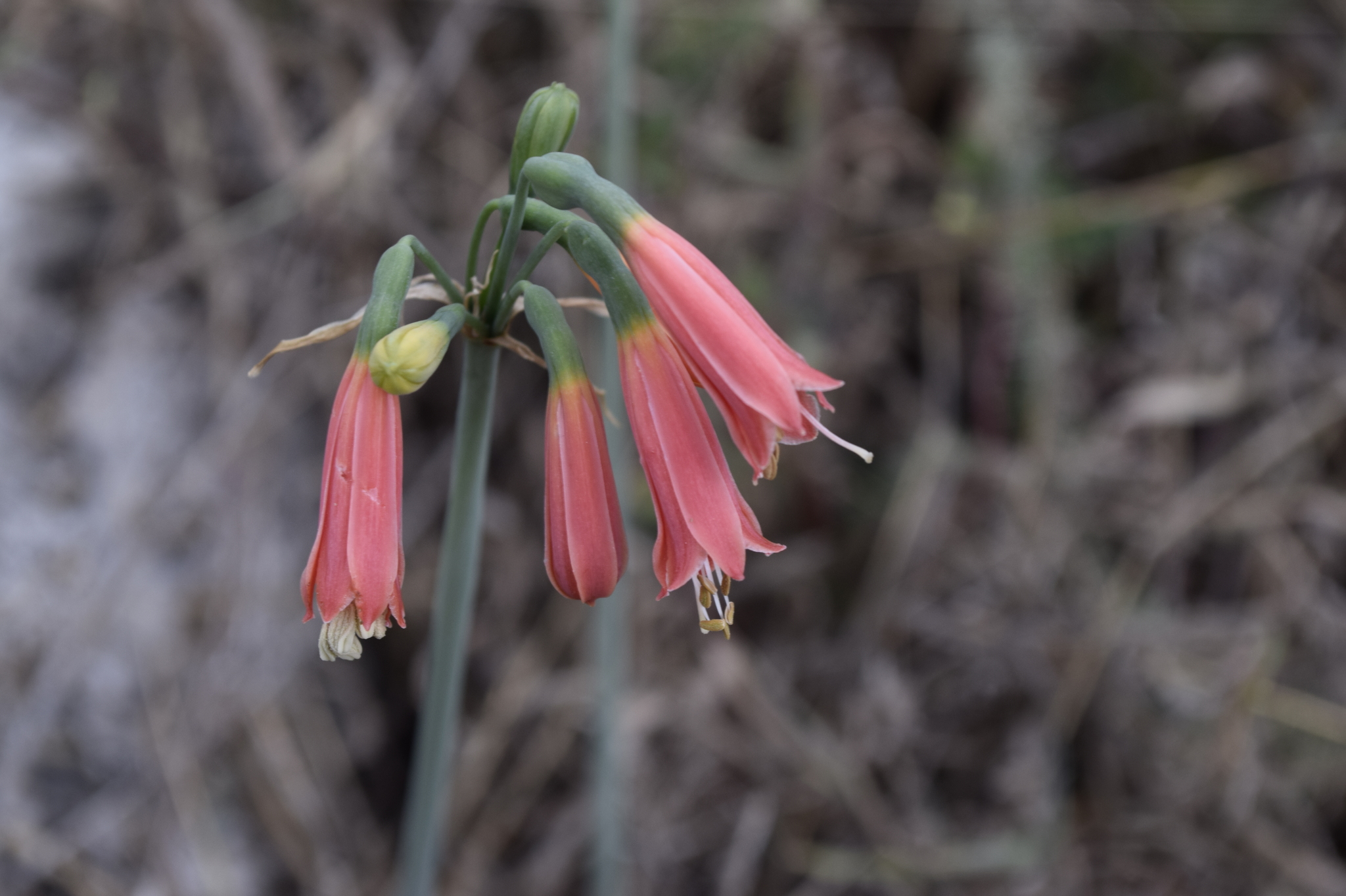 Amaryllidaceae image