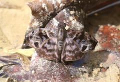 Ebrietas