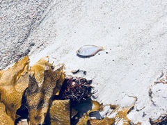 Parequula melbournensis