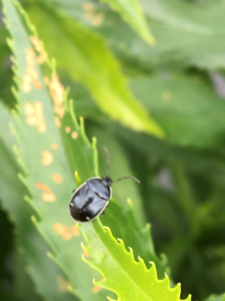 Burrowing Bugs from Main St, Colchester, VT, US on July 04, 2021 at 01