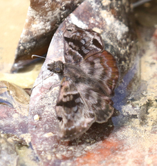 Ebrietas