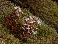 Sedum brevifolium