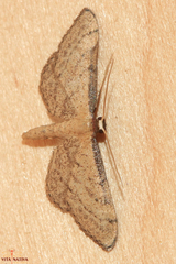 Idaea infirmaria