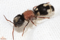 Ronisia barbarula