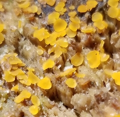 Orbilia xanthostigma