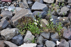 Stellaria peduncularis