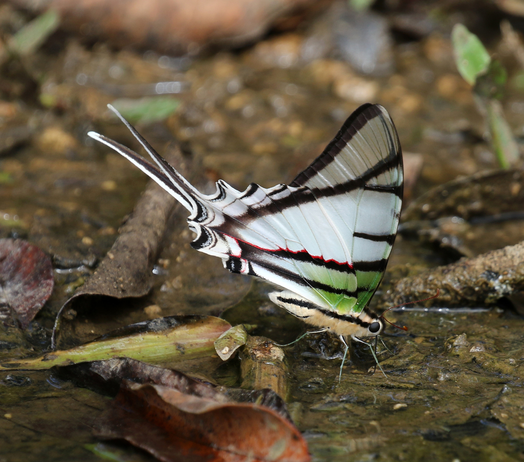 Five-striped Kite-Swallowtail