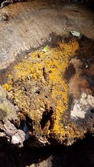 Orbilia xanthostigma