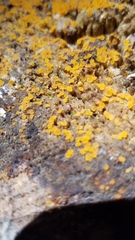 Orbilia xanthostigma