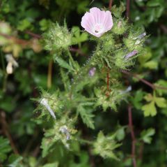 Malva setigera