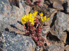 Sedum rupicola
