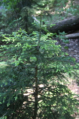 Picea orientalis