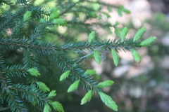 Picea orientalis