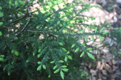 Picea orientalis