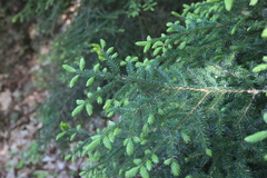 Picea orientalis