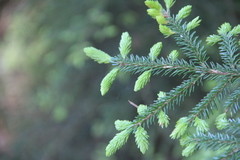 Picea orientalis
