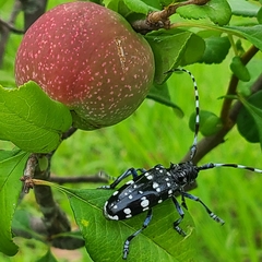 Anoplophora chinensis