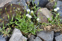 Stellaria peduncularis
