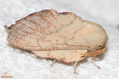 Phyllodesma suberifolia