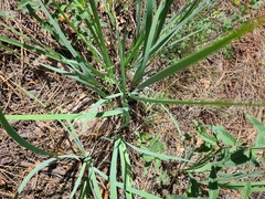 Iris missouriensis
