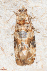 Lobesia botrana