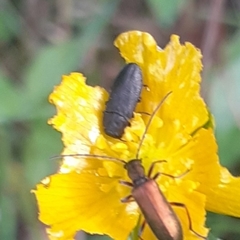 Anthaxia quadripunctata