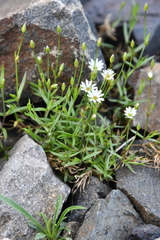 Stellaria peduncularis