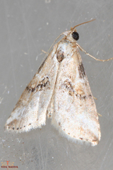 Zebeeba falsalis