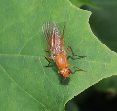 Psila