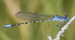 Argia alberta