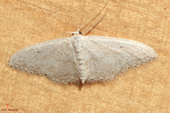 Idaea minuscularia
