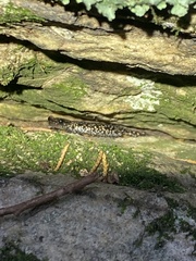 Plethodon glutinosus