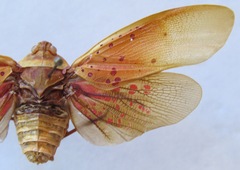 Copidocephala guttata