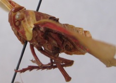 Copidocephala guttata