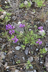 Oxytropis arctica taimyrensis