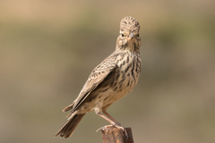 Galerida magnirostris magnirostris